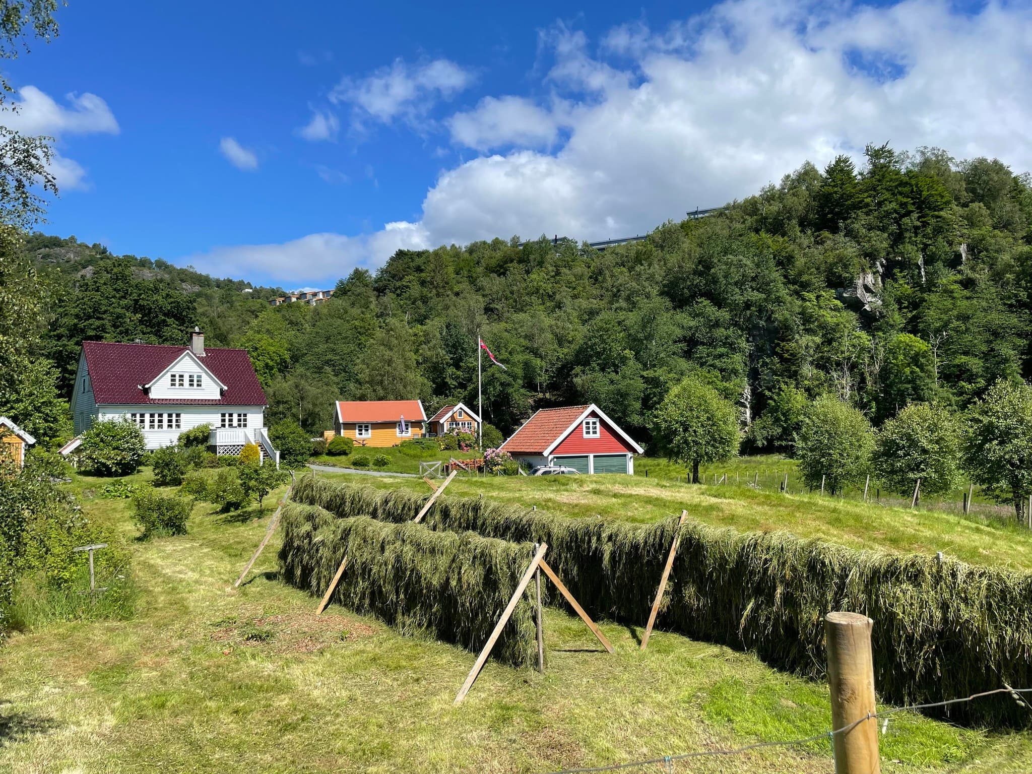 Natlandsmyren om sommeren